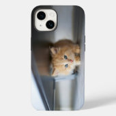 Coques Case-Mate iPhone Cutest Baby Animals | Fluffy Orange Kitten (Verso)