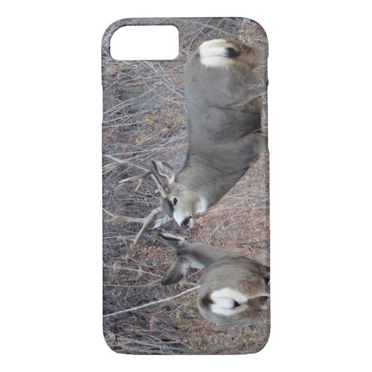 Coques Case-Mate iPhone D29 Mule Deer Buck and Doe (Dos)