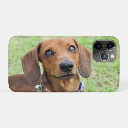 Coques Case-Mate iPhone Dachshund (Dos (Horizontal))