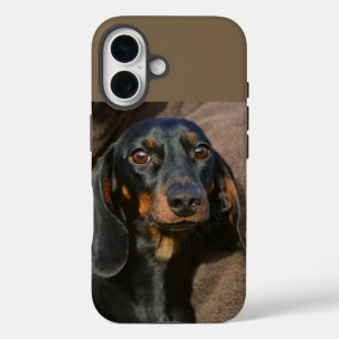 Coques iPhone 16 dachshund noir et tan