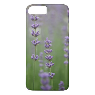 Coque iPhone 7 Plus Dainty Lavender