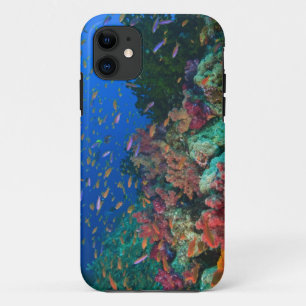 Coque iPhone 11 Demoiselles Pseudanthias (Pseudanthias