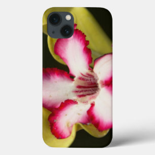 iPhone 13 Case Desert-Rose (Adenium Obesum), South Africa