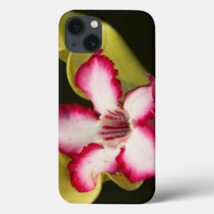 iPhone 13 Case Desert-Rose (Adenium Obesum), South Africa