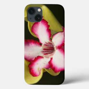 Coques Pour iPhone Desert-Rose (Adenium Obesum), South Africa