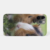 Coques Case-Mate iPhone Deux bébés cochons de Guinée Tortoiseshell, (Dos (Horizontal))