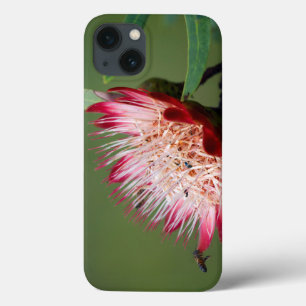 iPhone 13 Case Drakensberg Sugarbush (Protea Dracomontana)