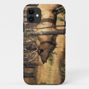 Coque iPhone 11 élan, Cervus elaphus, taureau claironne dans un br