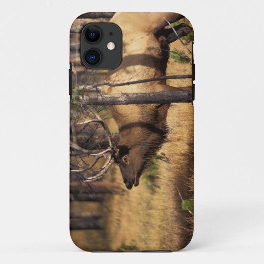 Coques Case-Mate iPhone élan, Cervus elaphus, taureau claironne dans un br (Dos)