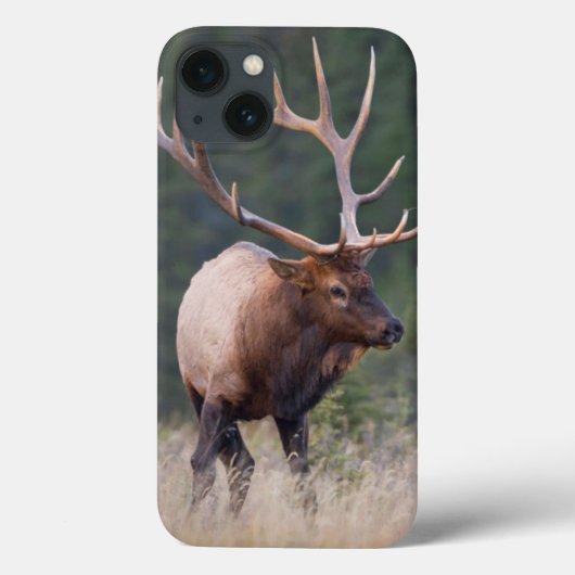 Coques Case-Mate iPhone Élans de montagne rocheuse (Verso)