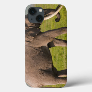 iPhone 13 Coque Éléphant d'Afrique, zone de conservation du Ngoron