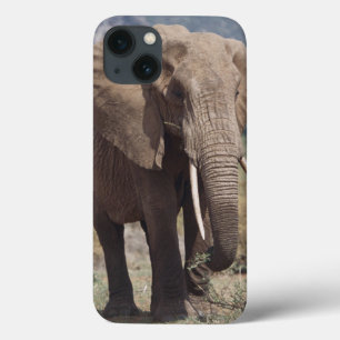 iPhone 13 Coque Éléphant de mère marchant avec le veau d'élép
