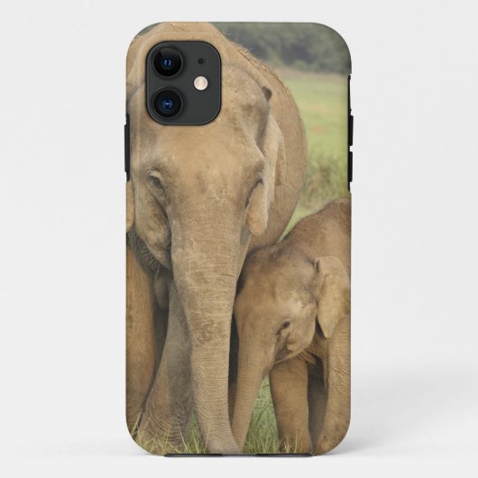 Coques Case-Mate iPhone Éléphant indien / asiatique et jeune, Corbett (Dos)