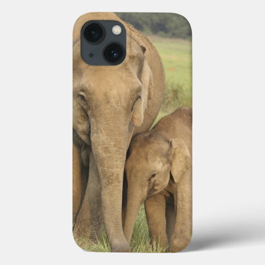 Coques Case-Mate iPhone Éléphant indien/asiatique et jeunes un, Corbett (Verso)