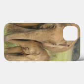 Coques Case-Mate iPhone Éléphant indien/asiatique et jeunes un, Corbett (Verso (horizontal))