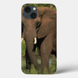 iPhone 13 Case Éléphant (Loxodonta Africana), Parc national Hwang