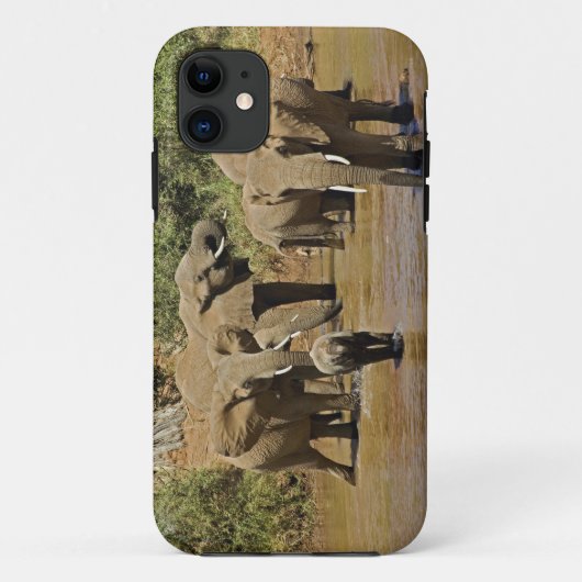 Coques Case-Mate iPhone Eléphants africains, Loxodonta Africana, Samburu (Dos)
