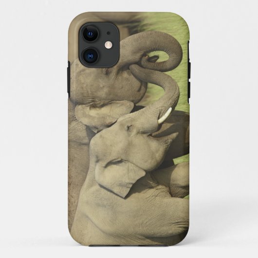 Coques Case-Mate iPhone Éléphants asiatiques indiens (Dos)