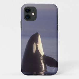 Coque iPhone 11 Épaulard (Orque orcinus) en spyhopping près
