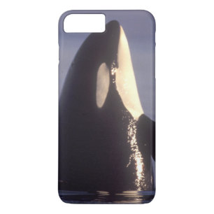 Coque Case-Mate Pour iPhone Épaulard (Orque orcinus) en spyhopping près de