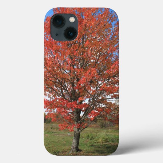 Coques Case-Mate iPhone Érable rouge dans le ciel bleu (Verso)