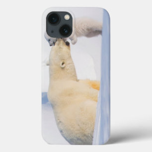 Etui iPhone 13 États-Unis, Alaska, North Slope Ours polaires