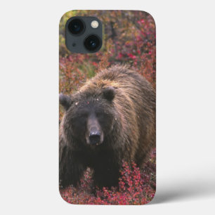 iPhone 13 Coque États-Unis, Alaska, Parc national Denali. Ours bru