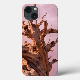 Etui iPhone Case-Mate États-Unis, Californie, Forêt nationale d'Inyo 9