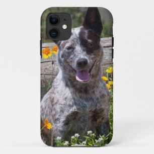 Coque iPhone 11 États-Unis, Californie. Queensland Healer assis 2