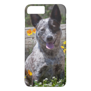 Coque iPhone 8 Plus/7 Plus États-Unis, Californie. Queensland Healer assis 2