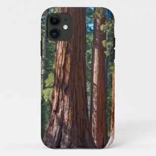 Etui iPhone Case-Mate États-Unis, Californie. Troncs d'arbres Redwood, M