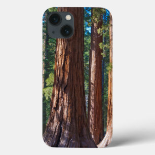 iPhone 13 Coque États-Unis, Californie. Troncs de séquoia, Maripos