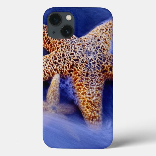 Coques Case-Mate iPhone États-Unis, Caroline du Sud, île de Hilton Head. D (Verso)