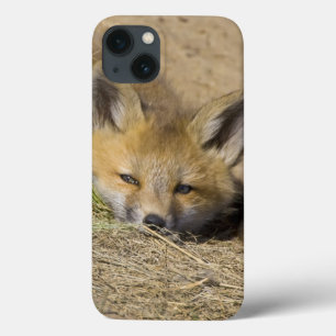 iPhone 13 Case États-Unis, Colorado, Breckenridge. Alerte renard