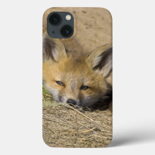 Etui iPhone Case-Mate États-Unis, Colorado, Breckenridge. Renard roux al
