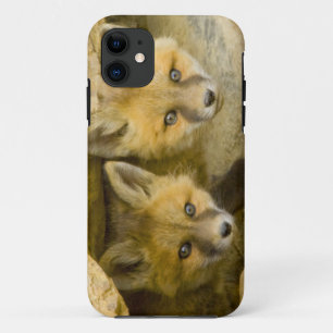 Case-Mate iPhone Case États-Unis, Colorado, Breckenridge. Renard roux cu