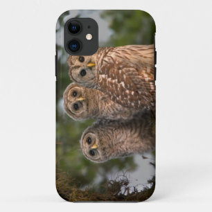 Coque iPhone 11 États-Unis, Floride, Viera Wetlands. Trois barrés