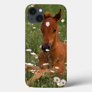 Coques Pour iPhone États-Unis, Oregon, Poney arabe.