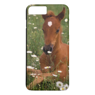 Coques Pour iPhone États-Unis, Oregon, Poney arabe.