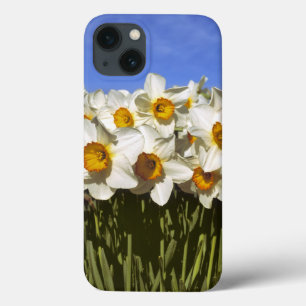 iPhone 13 Case États-Unis, Oregon, Willamette Valley. Jonquilles