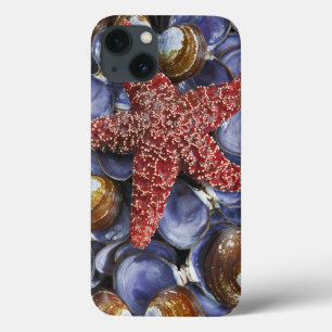iPhone 13 Coque États-Unis, Washington, Hood Canal, Seabeck. Gros