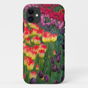 Coque Case-Mate Pour iPhone États-Unis, Washington. Tulipes en fleurs 2