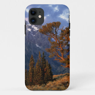 Coques Pour iPhone États-Unis, Wyoming, Grand Teton NP. Un cèdre soli