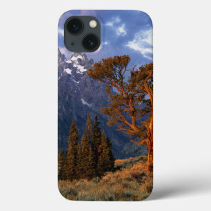 iPhone 13 Case États-Unis, Wyoming, Grand Teton NP. Un cèdre soli
