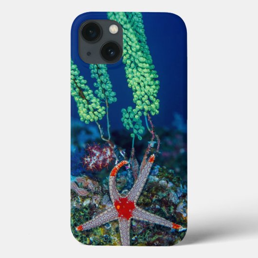 Coques Case-Mate iPhone Étoile de mer et tunicier (Verso)