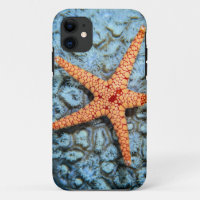 Étoiles de mer sur un corail avec Polips