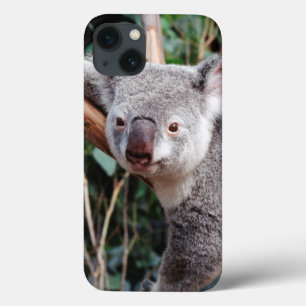 Case-Mate iPhone Case Featherdale Wildlife Park, Koala Bears