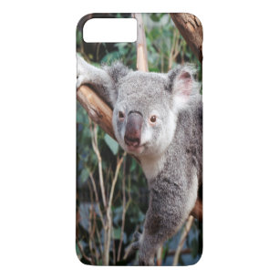 Coques Pour iPhone Featherdale Wildlife Park, Koalas