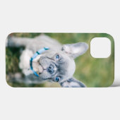 Coques Case-Mate iPhone Fermeture d'un chien de taureau français (Verso (horizontal))