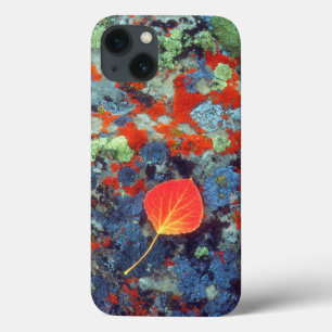 iPhone 13 Coque Feuilles d'Aspen sur un rocher recouvert de lichen
